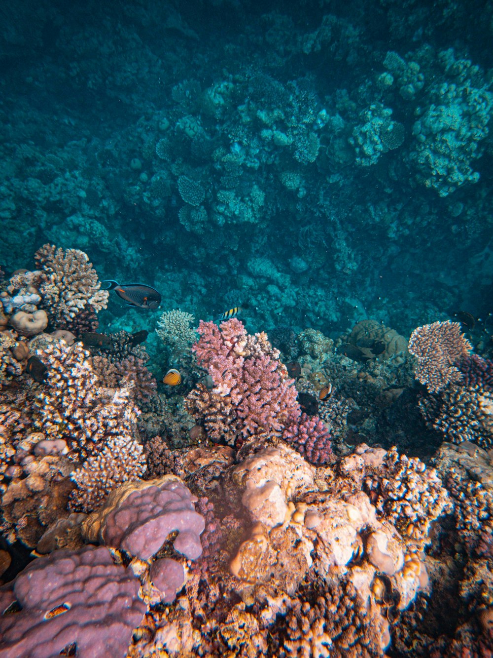 a coral reef with fish