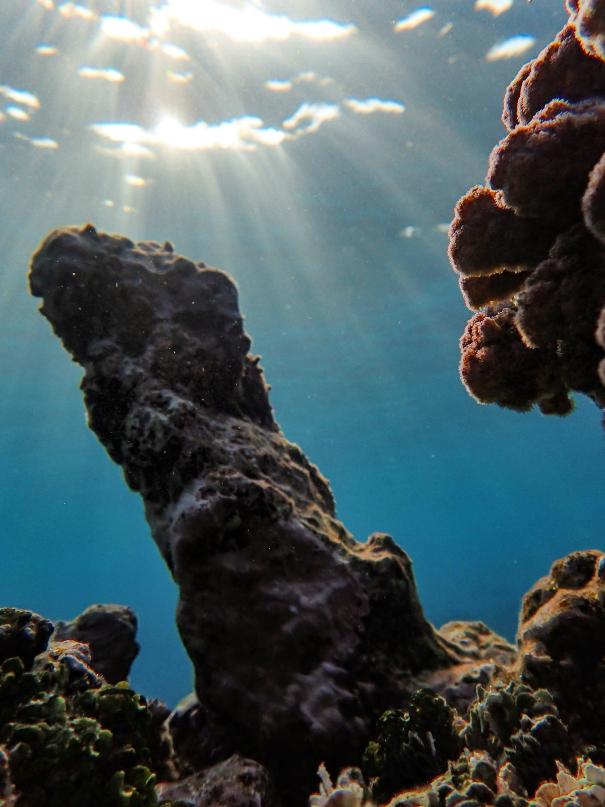 How Coral Gardening Is Bringing Reefs Back from the Brink