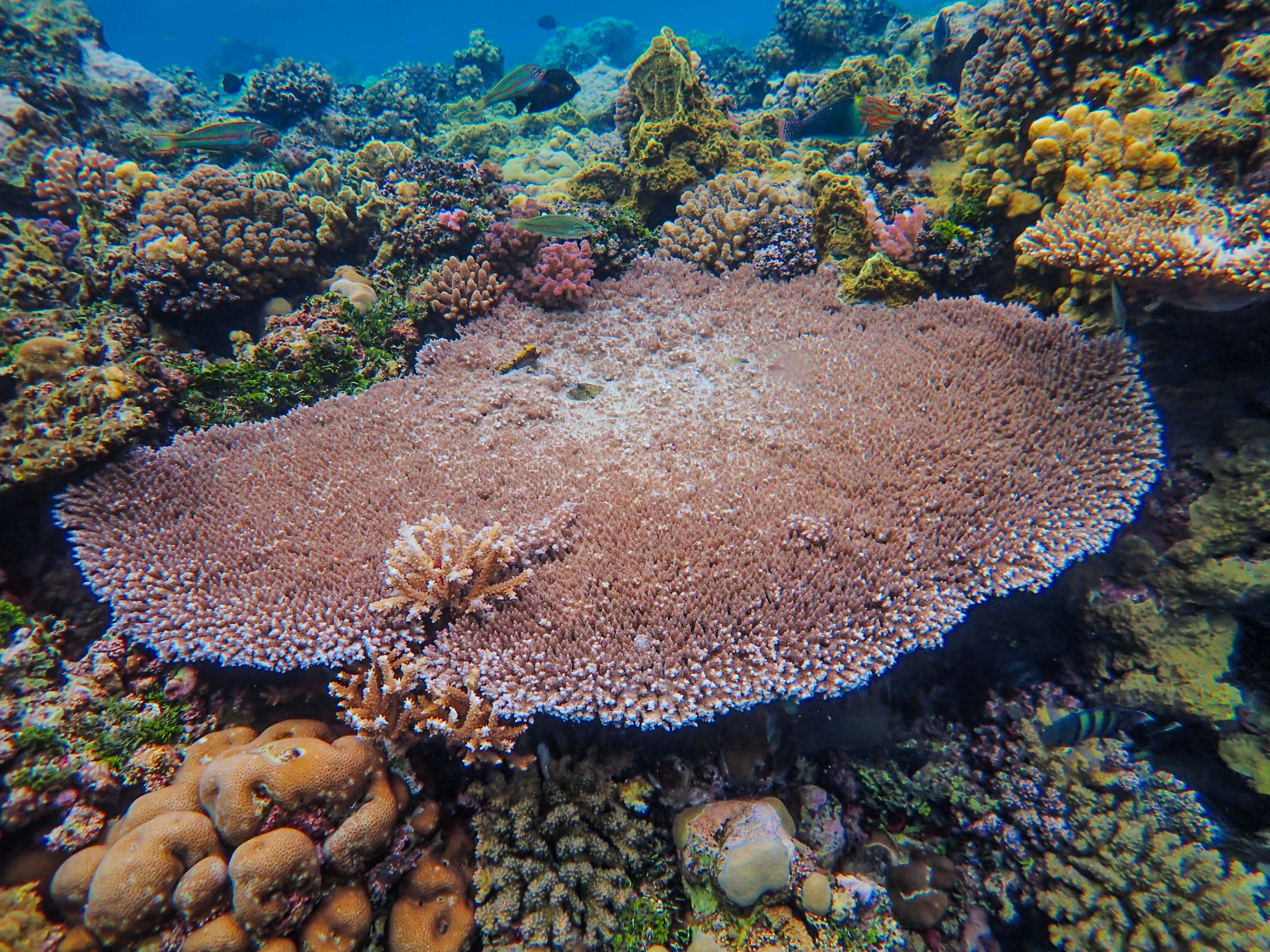 Photo by francesco_ungaro