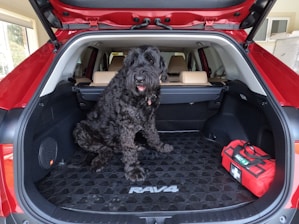 A large black dog is sitting in the open trunk of a red SUV, with the interior featuring beige leather seats. A red first aid kit is also visible in the trunk space.