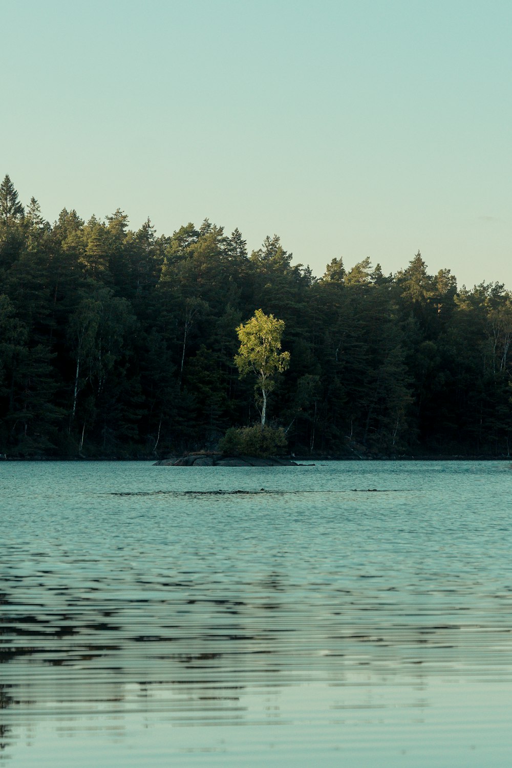 a lake with trees in the background