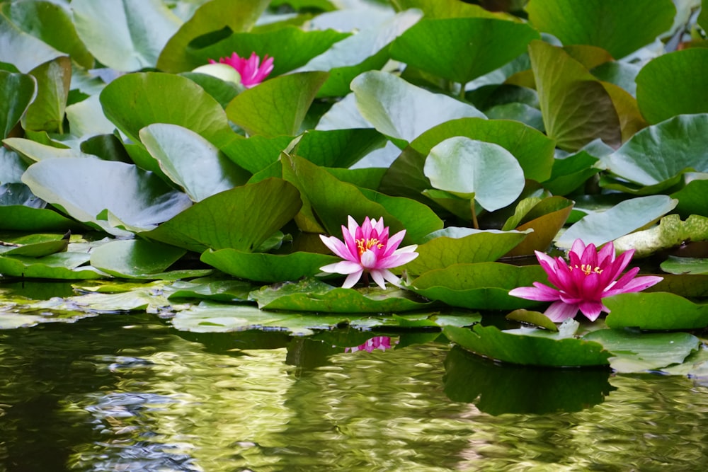 pink flowers on a lily pad