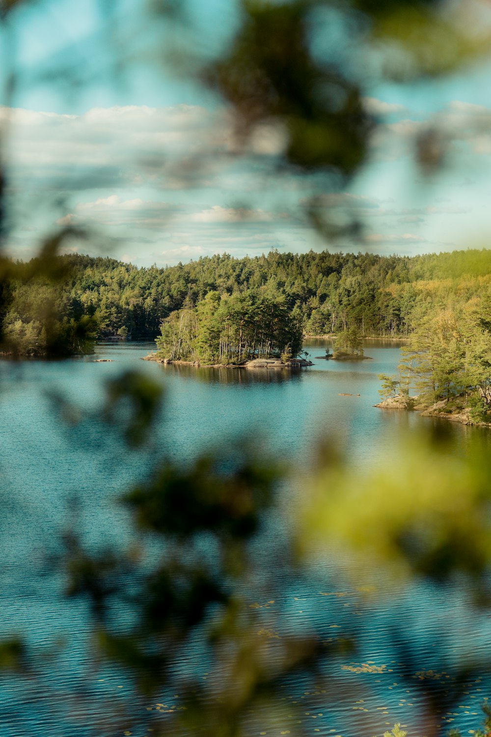 a body of water with trees around it