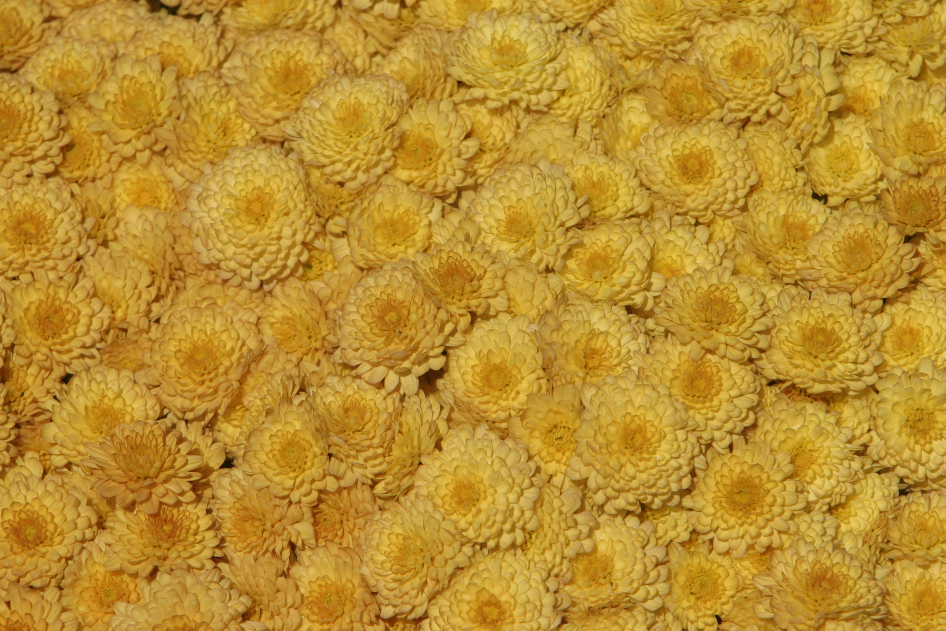 photo-1662971885486-f48199286c4d?ixid=M3wxMjA3fDB8MXxzZWFyY2h8MTB8fGJlYXV0eSUyMHNwb25nZSUyMGluJTIwdWFlfGVufDB8fHx8MTc2MDYwMTg4MXww\u0026ixlib=rb-4.1.0