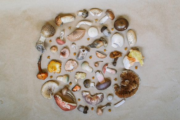 An assortment of various mushrooms is arranged on a neutral-toned surface, displaying a range of shapes, sizes, and colors. The mushrooms include caps that are smooth, textured, and layered, with shades of brown, white, yellow, and red.