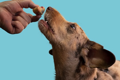a dog licking a person's hand