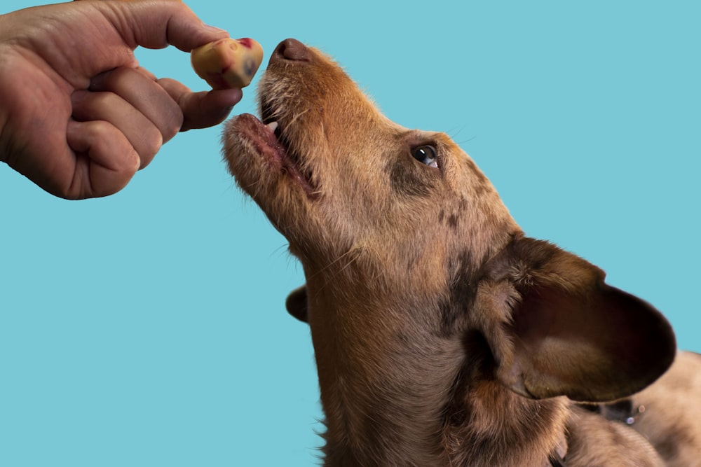a dog licking a person's hand