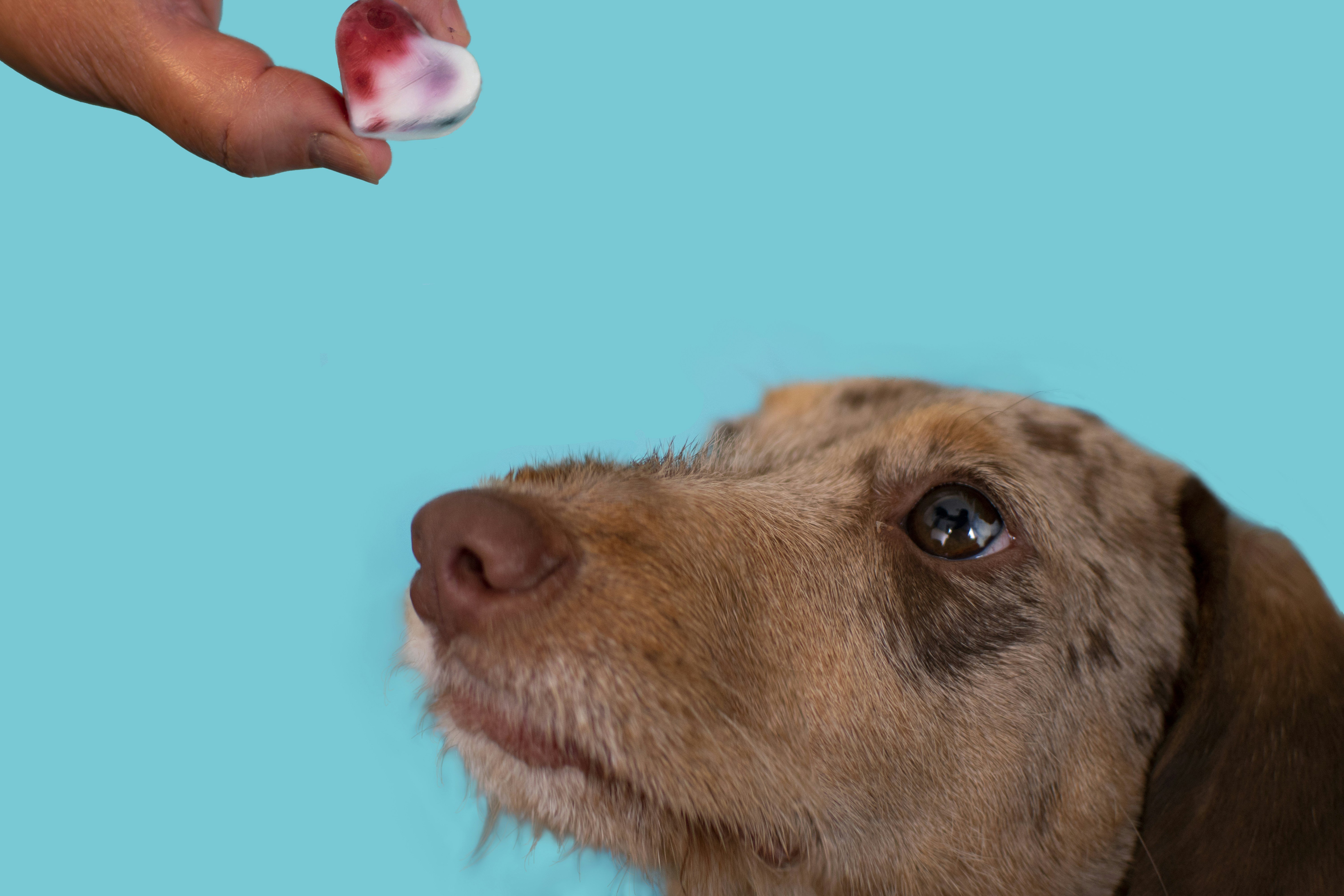 a dog licking a person's hand