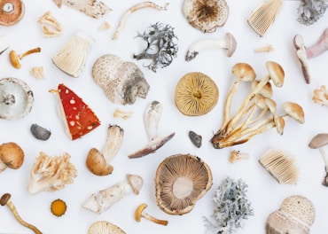 A variety of different mushrooms and fungi are scattered on a white surface, showcasing various shapes, sizes, and textures. Some mushrooms have vibrant red caps, while others display earthy tones. Several fungi have intricate gills and unique patterns, with some pieces of lichen included.