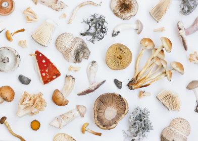 A vibrant collage of different mushroom species featured in the online courses, highlighting their unique shapes and colors.
