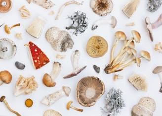 A variety of different mushrooms and fungi are scattered on a white surface, showcasing various shapes, sizes, and textures. Some mushrooms have vibrant red caps, while others display earthy tones. Several fungi have intricate gills and unique patterns, with some pieces of lichen included.