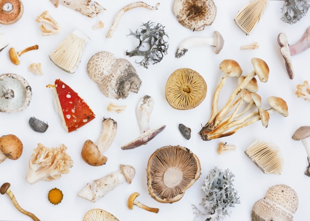 A variety of different mushrooms and fungi are scattered on a white surface, showcasing various shapes, sizes, and textures. Some mushrooms have vibrant red caps, while others display earthy tones. Several fungi have intricate gills and unique patterns, with some pieces of lichen included.
