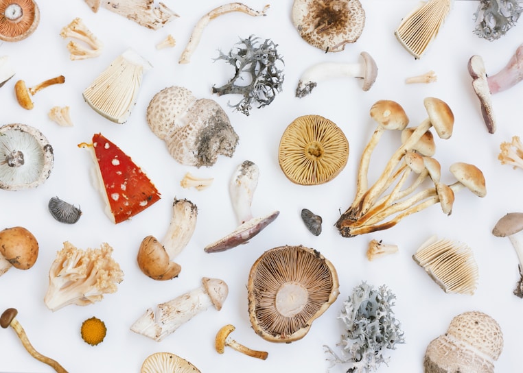 A vibrant display of various medicinal mushrooms cultivated by Proper Fungi.