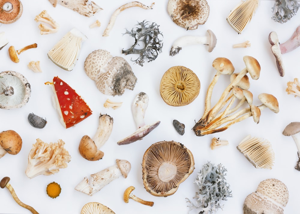 a collection of shells and sea shells