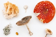 Several types of mushrooms are artistically arranged on a plain, light background. A bright red mushroom with white spots, a beige mushroom with a long stem, along with other uniquely shaped fungi and lichens create a visually intriguing collection.