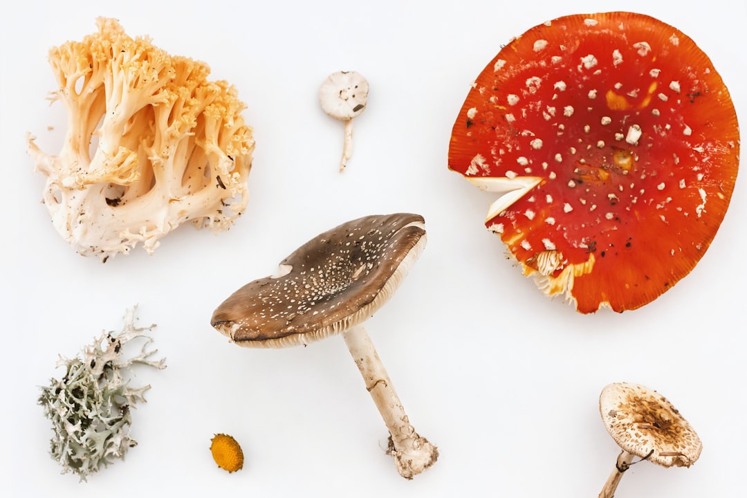 different types of sea shells, Wild mushrooms study - 2021