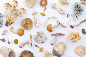 a group of shells