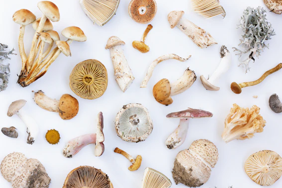 a group of shells