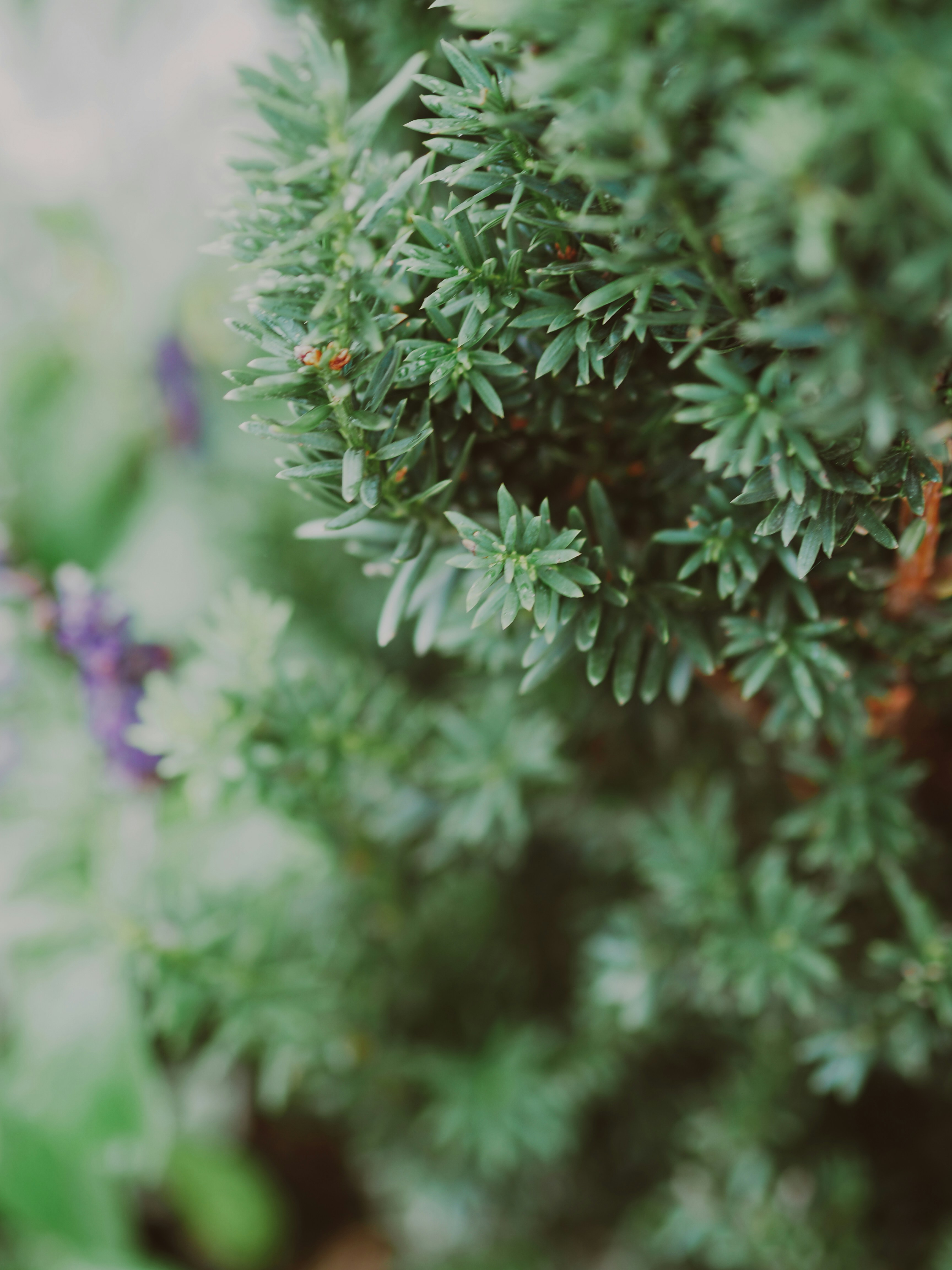 Photo by laurachouette