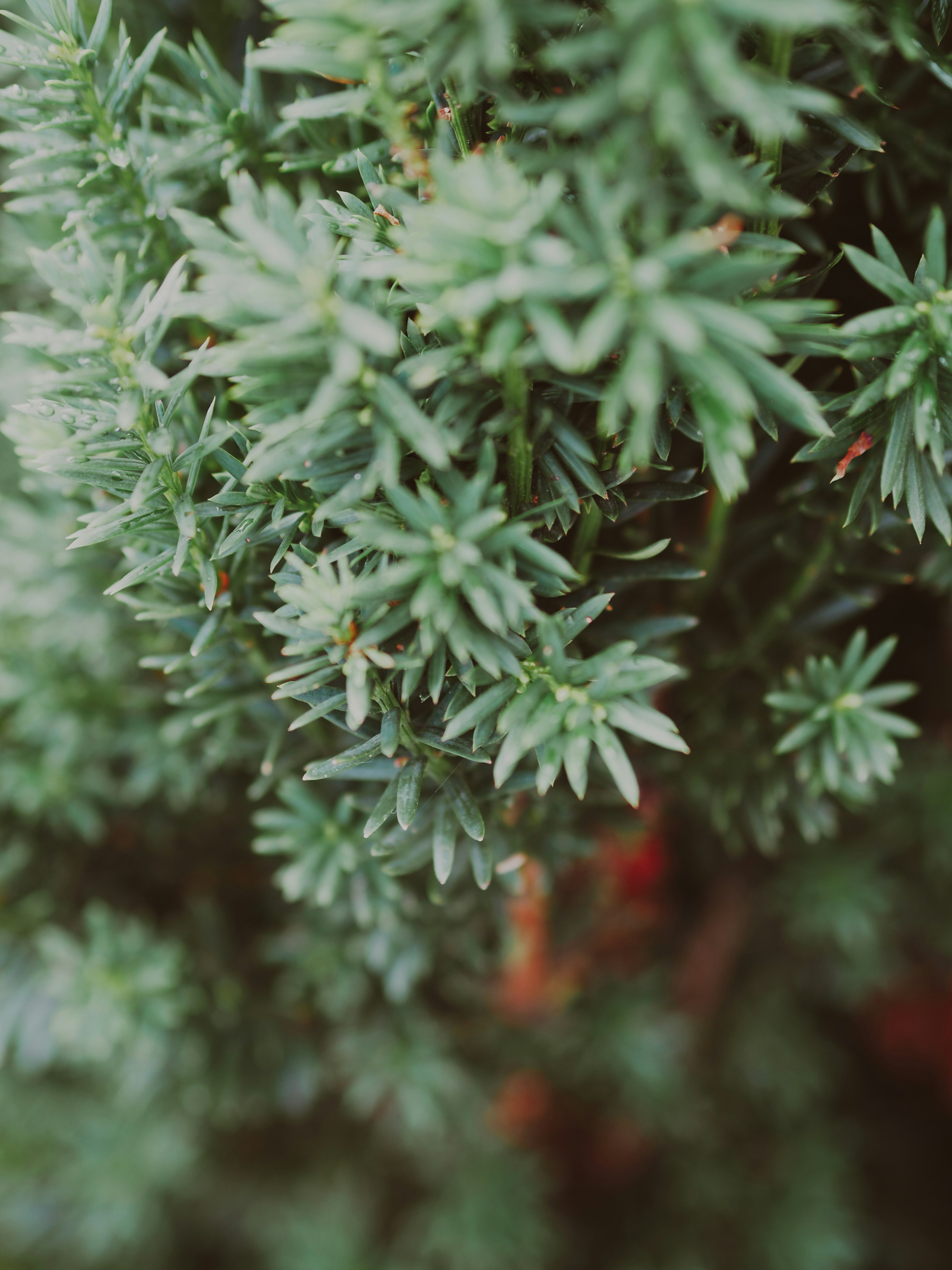 Photo by laurachouette