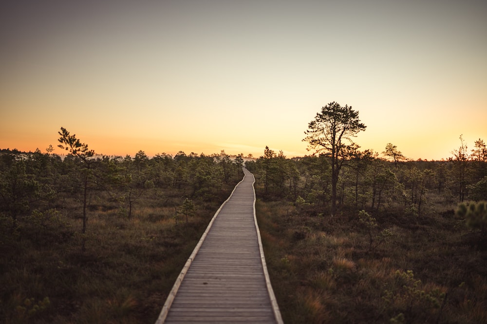 a wooden walkway through a field