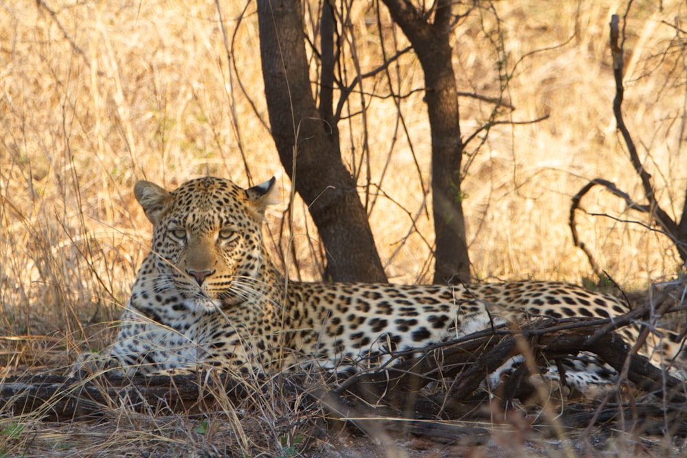 a cheetah lying down in the grass