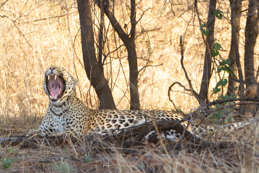 a cheetah lying in the woods with its mouth open