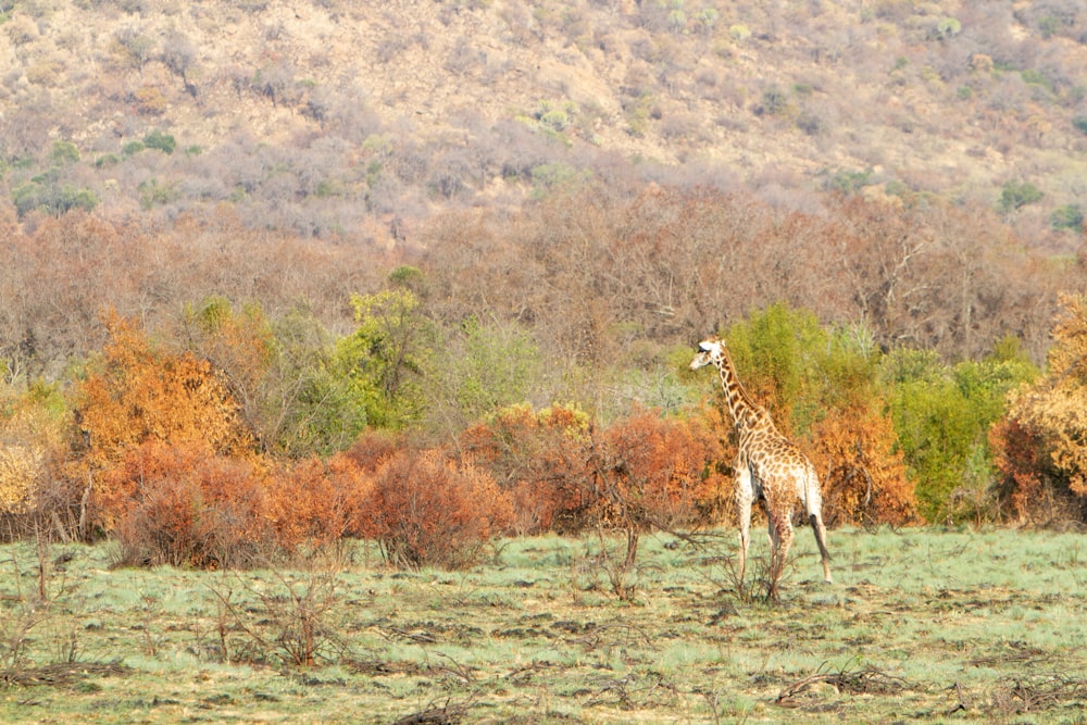 a giraffe in a field