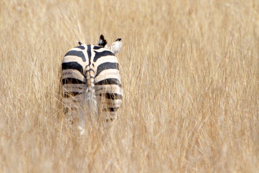 a zebra in a grassland