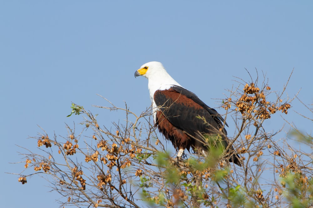 a bald eagle perched on a tree branch