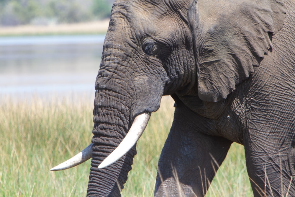 an elephant with tusks