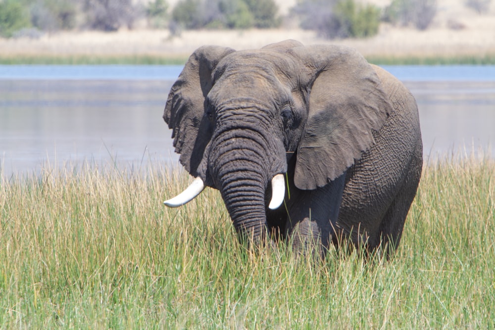 an elephant with tusks in a field