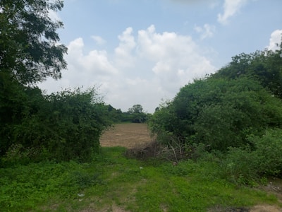 Lush green garden with blooming flowers and walking paths under a clear sky.