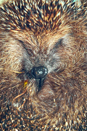A close-up of a hedgehog curled up peacefully in soft bedding.