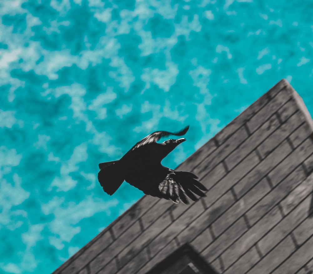a bird flying over a roof