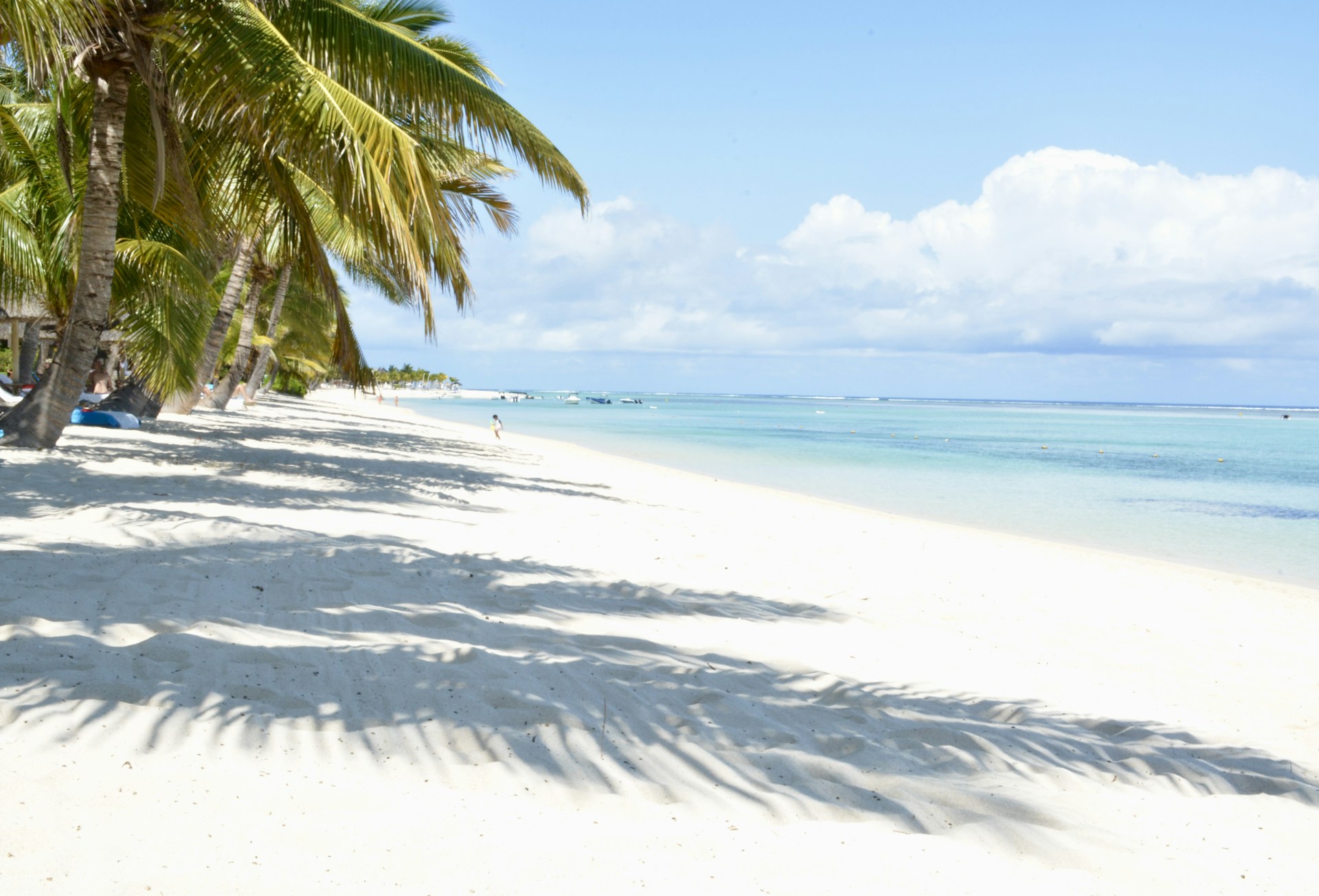 a beach with palm trees and a body of water