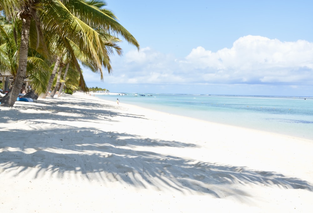 a beach with palm trees and a body of water