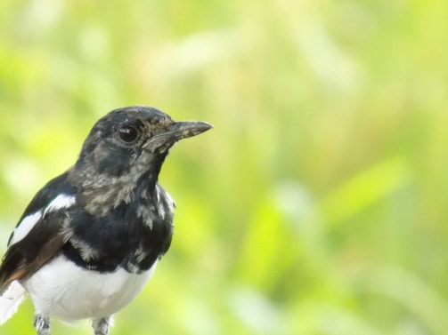 A black and white bird with a sharp beak is perched against a blurred green background. The bird has a glossy black head, a stark white belly, and distinct patterns on its wings.