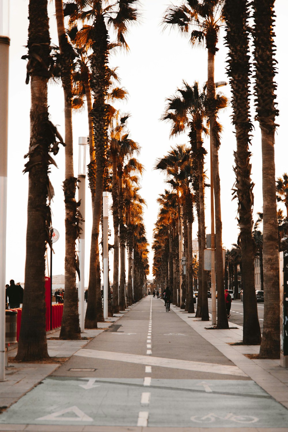 a street lined with palm trees