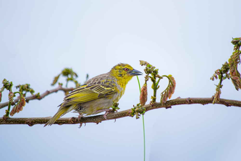 a bird on a branch