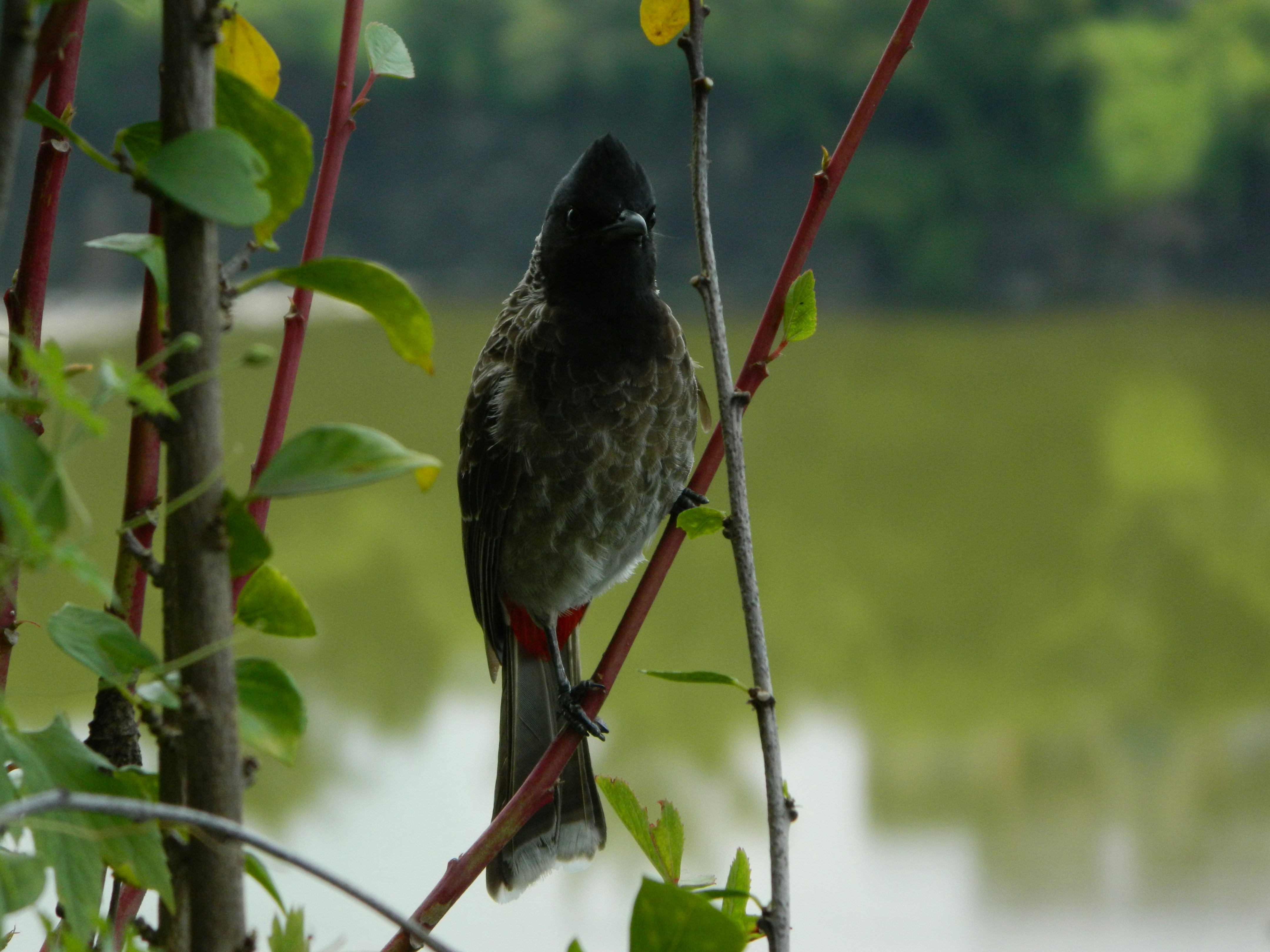 Photo by anandaripan