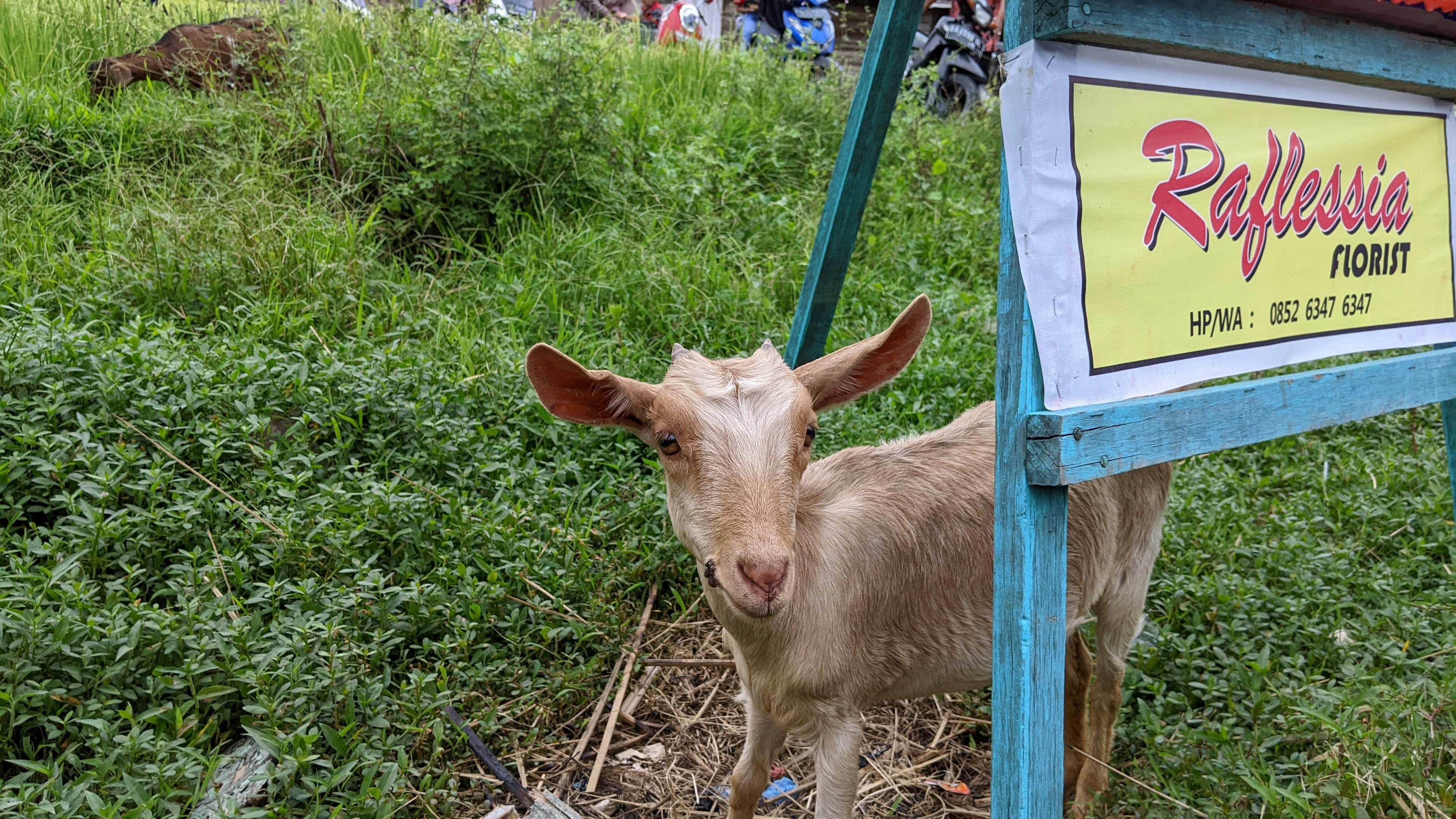 Veterinary Products for Livestock