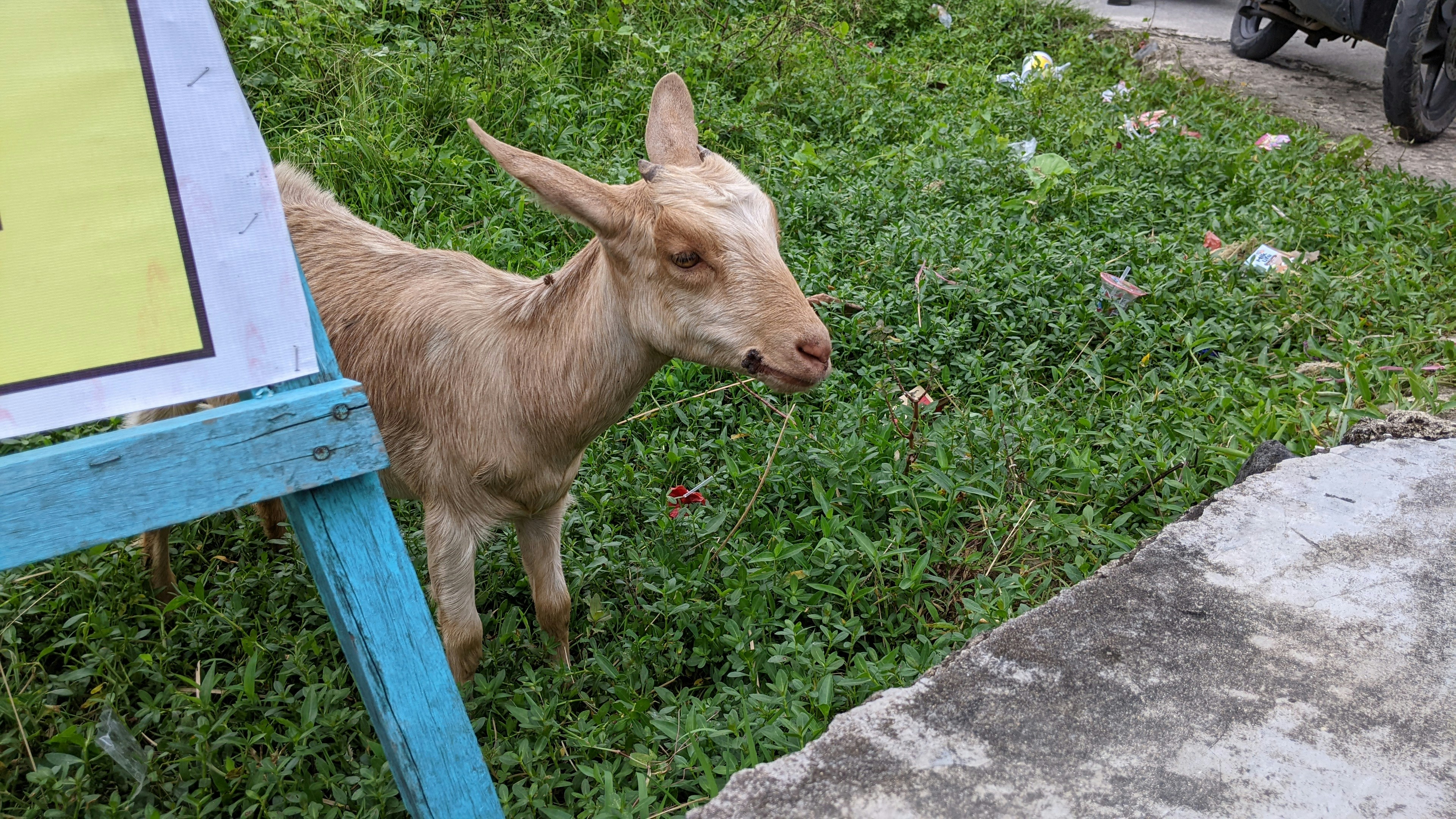 Kambing Qurban Segar