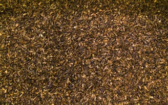 a large group of small birds