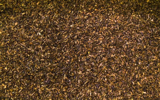 a large group of small birds