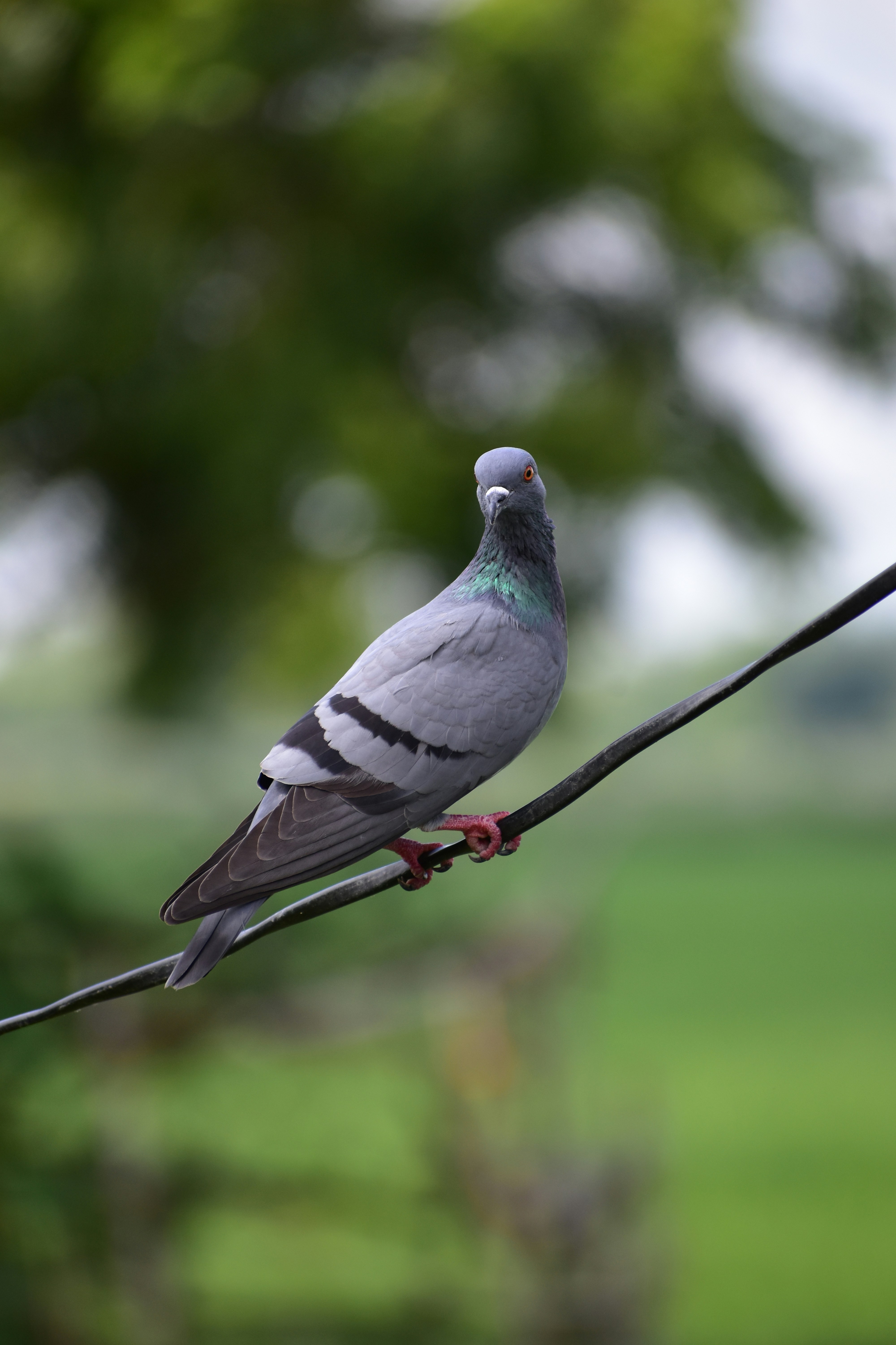 Photo by abhishek008