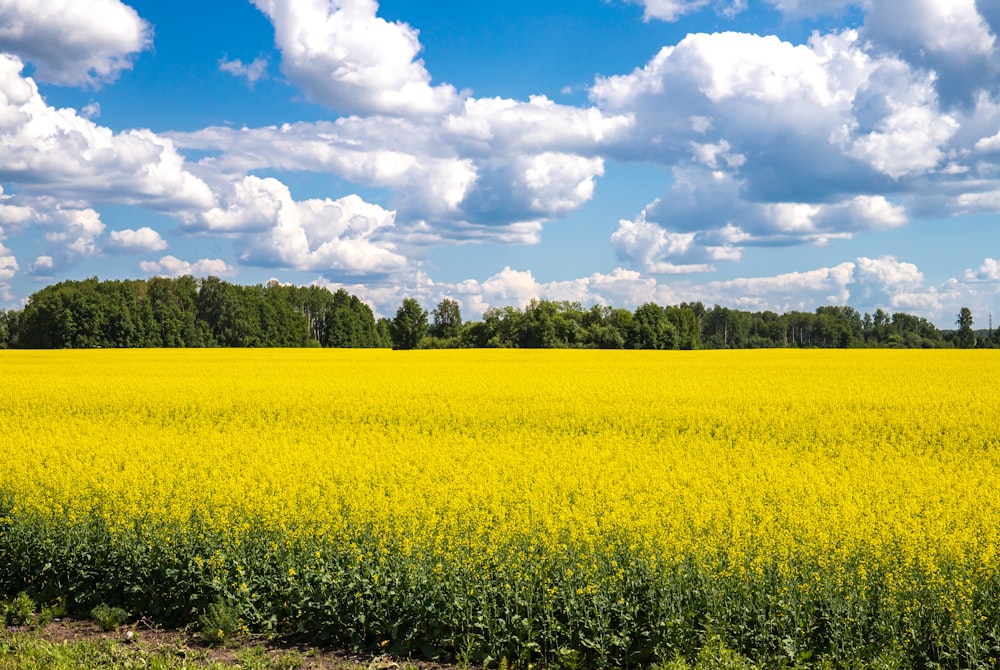 a field of yellow flowers