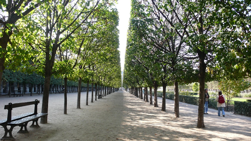 a group of people walking on a path between trees