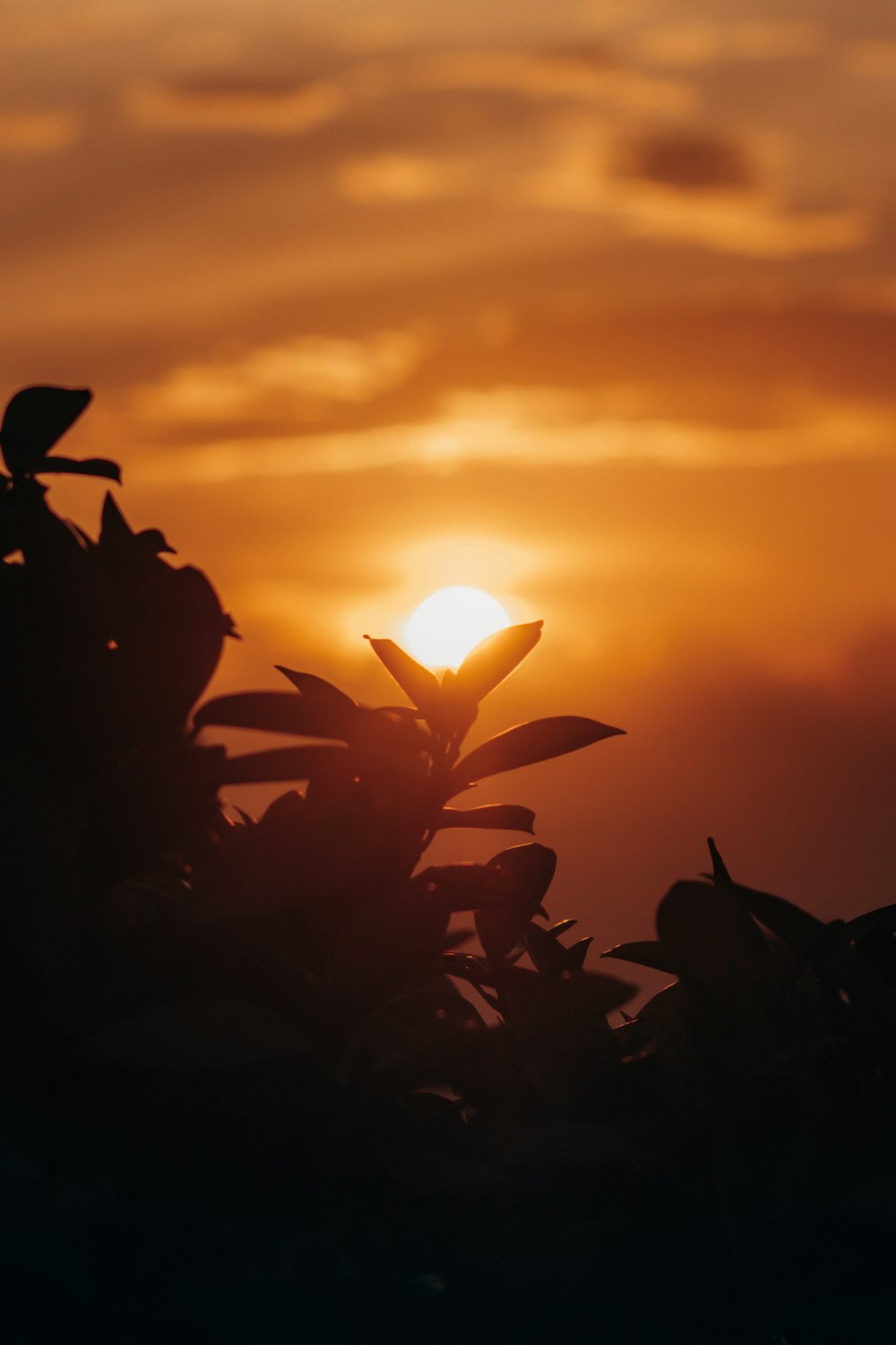 a plant with the sun behind it