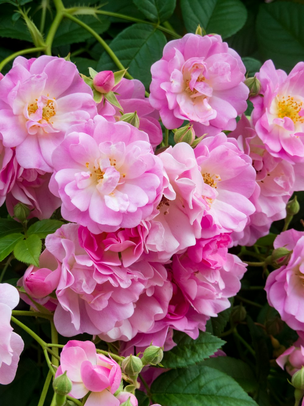 a group of pink flowers